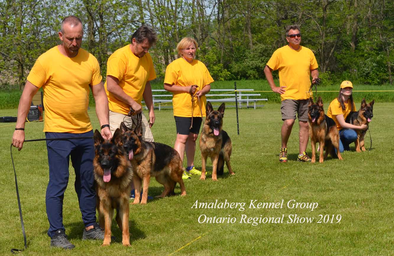 Amalaberg kennels sales
